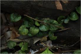 Image result for Geophila repens