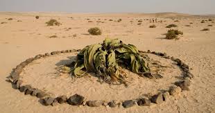 Image result for Embelia welwitschii