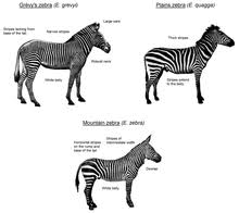 There are three extant species: Zebra Wikipedia