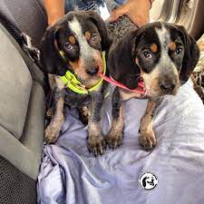 Pin On That Darn Coon Dog