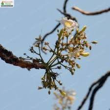 Image result for Radermachera xylocarpa