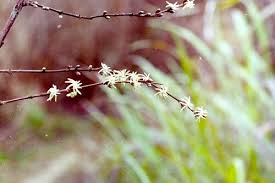 Image result for Sericanthe chimanimaniensis