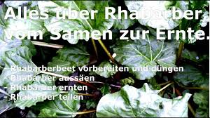 Juni, dem johannistag, sollten sie keine stangen mehr ernten: Rhabarber Vom Samen Zur Ernte Youtube