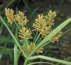 Image result for Cyperus esculentus