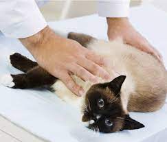How to check your cat for lumps. What You Should Know About Breast Cancer In Dogs And Cats