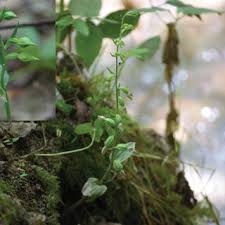 Image result for Commicarpus plumbagineus