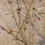 Image result for Parkinsonia africana