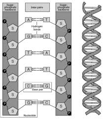 Includes a picture of dna, rna, nucleotides, and replication. Dna The Blueprint Of Life Worksheet Answers Nidecmege