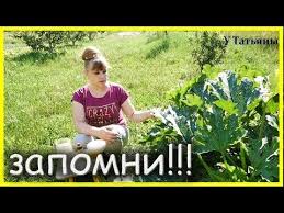 секрет раскрыт лучшее удобрение всех времен чай из травы Zapomni 5 Prichin Pochemu Zagnivayut Zavyazi U Kabachkov I Chto Delat Youtube Kabachki Cvetovodstvo Ogorod