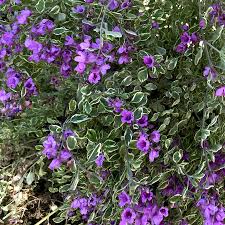 Image result for Laportea ovalifolia