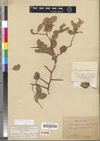 Image result for Balanitaceae