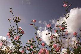 Imagen De Beautiful Flowers And Nature Flower Aesthetic Wallpaper Notebook Aesthetic Desktop Wallpaper