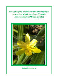 Image result for Hypoxis nyasica