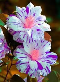 Pin By Itzy Rose On Flowers With Images Unusual Flowers Beautiful Flowers Rare Flowers