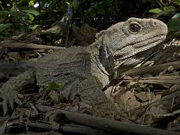 Tough Old Lizard To Face Grave Romantic Troubles Say Scientists Tuatara Lizard Reptiles And Amphibians