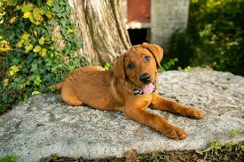 It is really a dark reddish color. Puppy Love Harley The Red Fox Labrador Retriever Daily Dog Tag