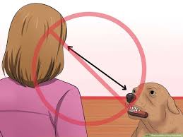 To find a clinic near you click here. How To Make A Dog Stop Biting Wikihow
