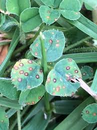 Image result for Pseudopeziza tracheiphila