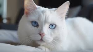 British Cat Hair Long Stock Illustrations