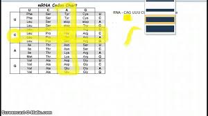 reading a codon chart