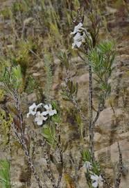 Image result for Chascanum