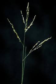 Image result for Panicum repentellum