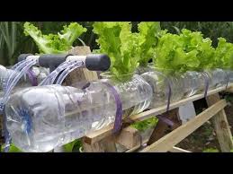 Cara Membuat Rak Hidroponik Dari Kayu Dan Botol Bekas Youtube Di 2020 Hidroponik Desain Taman Sayur Berkebun Di Kota