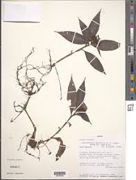 Image result for Stanfieldiella imperforata