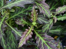 Image result for Gynura pseudochina