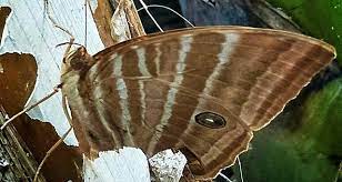 Bekerja bertaruh seluruh jiwa raga. Butterflies Are Brown Kupu Kupu Warna Coklat Bilingual Steemit