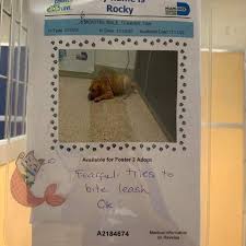 Puppies to go, we have the most beautiful puppies in miami, puppies for sale, visit our puppy store in 7335 sw 8 st, miami, fl 33144 | phone: Six Month Old Fearful Puppy At Miami Shelter May Never Have A Future Pet Rescue Report