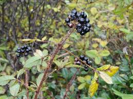 Image result for Pygmaeothamnus zeyheri