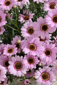 Image result for Maerua grantii