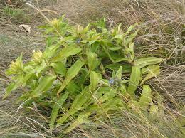 Image result for Chironia laxiflora