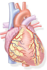 Synonyms, crossword answers and other related words for major blood vessel artery. 2