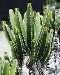 Image result for Euphorbia mlanjeana