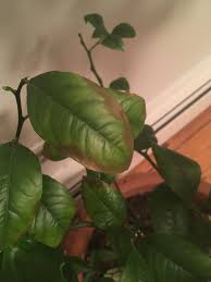 We started our first online store back in 2004. Leaves On Dwarf Meyer Lemon Tree Are Turning Brown On The Edges And Falling Off Any Idea What S Wrong Containergardening
