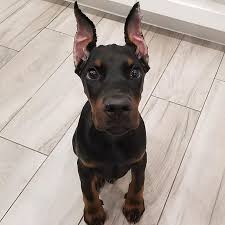 Doberman pinscher information including personality, history, grooming, pictures, videos, and the akc breed standard. 14 Fascinating Facts You Didn T Know About Doberman Pinschers The Paws