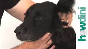 Your dog might enjoy having his ears rubbed when they are. How To Clean Your Dog S Ears At Home Tips For Cleaning A Dog S Ears Youtube