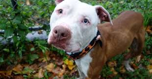 Pin On Adidas Jake Toto Shadow Hulk Hunter Bubba Luther Hartford Cannoli Clover Fargo Dino