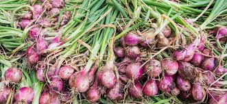 Shallots are members of the onion family and taste great. How To Grow Shallots Hydrobuilder Learning Center