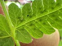 Image result for Christella hispidula