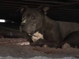 Senior Dog Lived Under Shipping Container | Hope For Paws