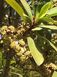 Image result for Rapanea melanophloeos