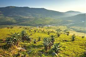 Rhino africa animal hippo cape buffalo galago eswatini black rhinoceros nature swaziland. Sacred Swaziland In Images South Africa Nature Africa Travel Tourism