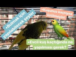Muhabbet Kusu Dogada Yasayabilirmi Youtube