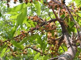 Image result for Erythrococca kirkii