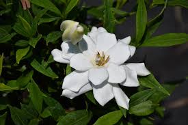 Image result for Gardenia 2012 MiTo