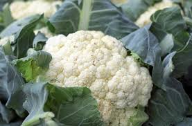 Cauliflower Planting Growing And Harvesting Cauliflower