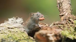 Bagai tikus membaiki ular, 2020. Bagai Tikus Membaiki Labu Maksud Peribahasa Itulis
